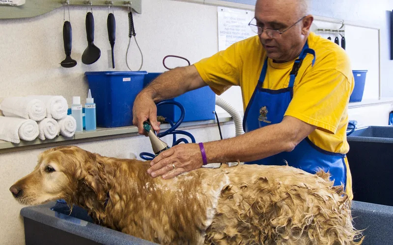 Basic Dog Grooming Necessities in New York