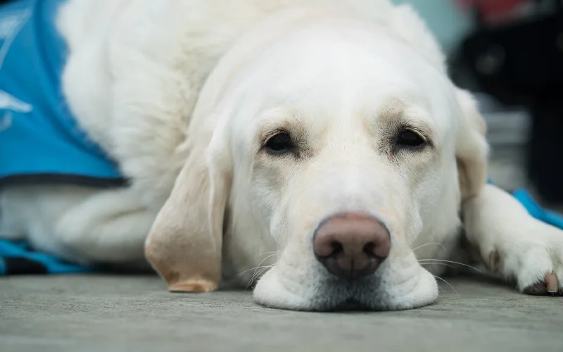 Grooming Your Dog the Atlanta Way